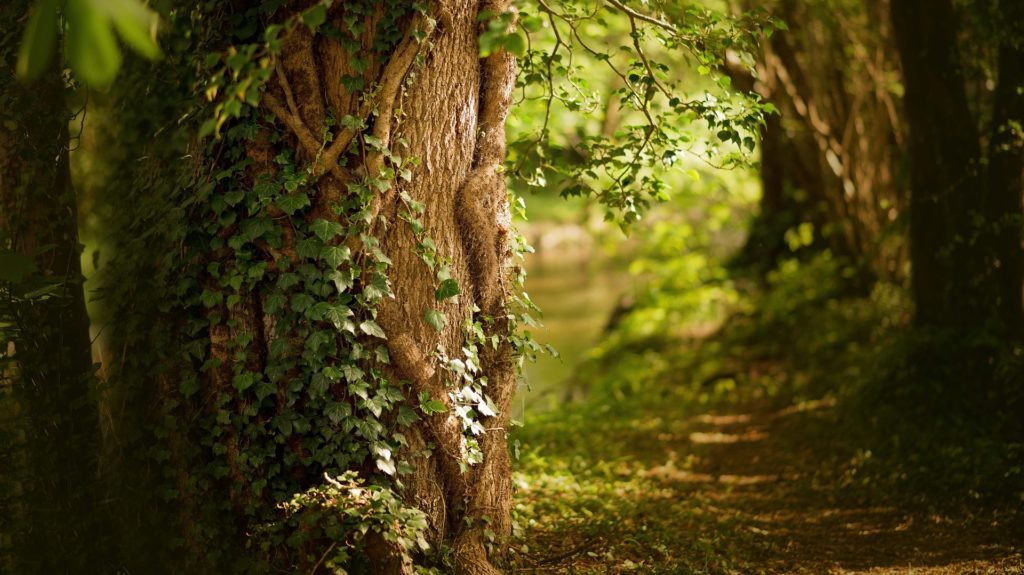 Bäume und viel grün im Frühling im Wald.